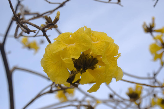 黃色的花