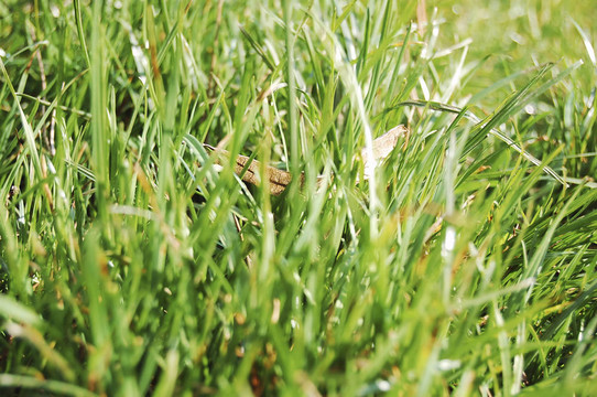 綠色grass1