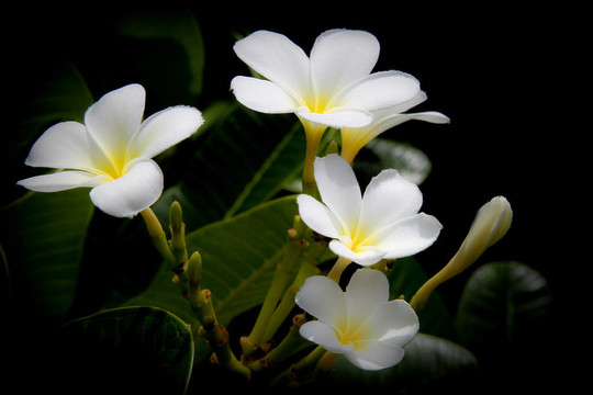 白色的雞蛋花