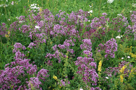 oregano1