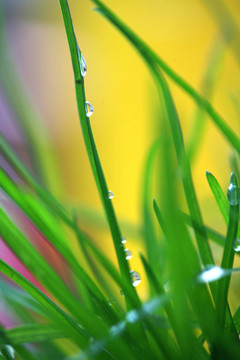 綠色植物