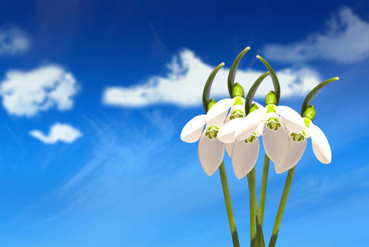 雪花蓮