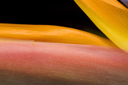 天堂鳥之花（旅人蕉科；Strelitzia multiflora）在國家植物園在都柏林；愛爾蘭。