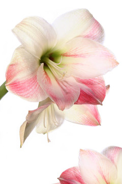 異國(guó)情調(diào)的百合花