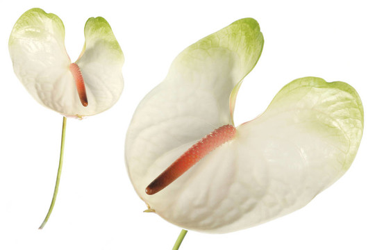 anthuriumr細節(jié)和分離