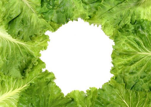 生菜架