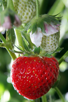 Strawberrie在花園里
