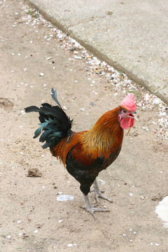 動(dòng)物