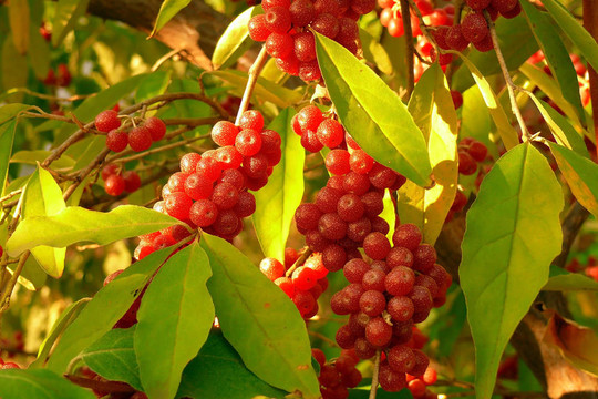秋天的紅色漿果