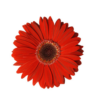 紅色的鮮花