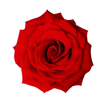 孤薔薇