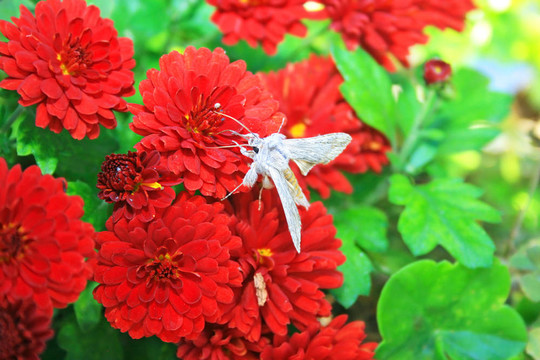 buttrfly在雛菊
