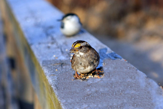 白喉Sparrow
