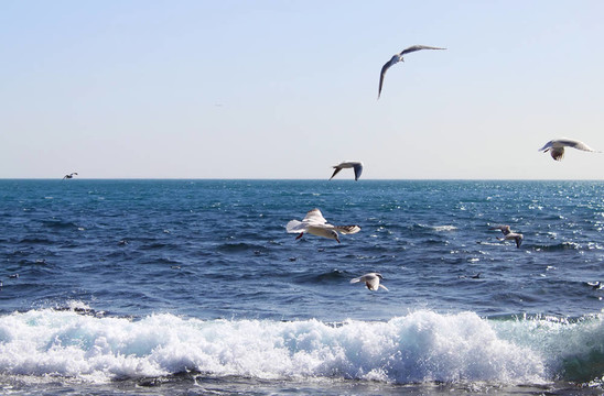 海鷗