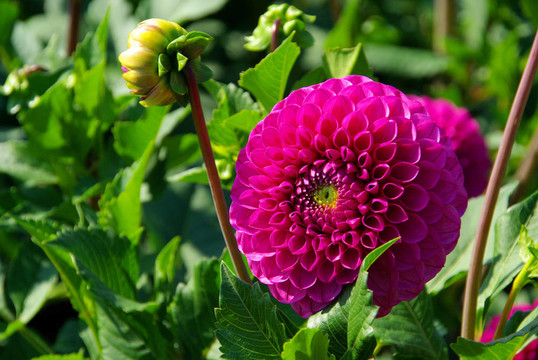 Dahlia 109