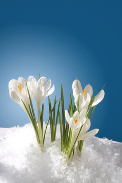 雪花蓮