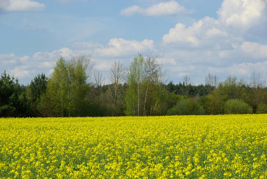 Rapeseed 28