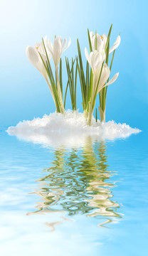 雪花蓮