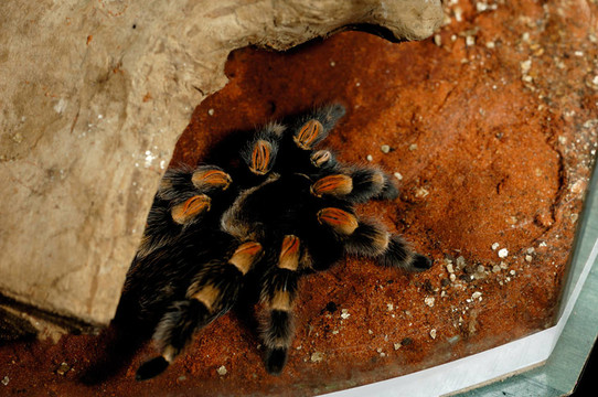 Brachypelma smithi墨西哥紅膝