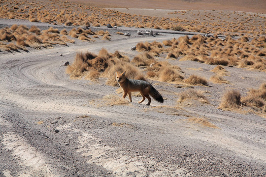 Fox在玻利維亞
