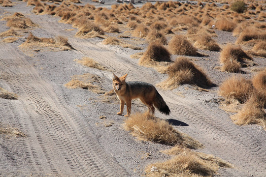 Fox在玻利維亞