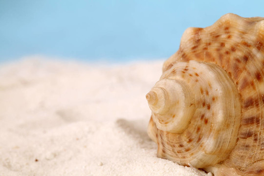 海螺貝殼砂