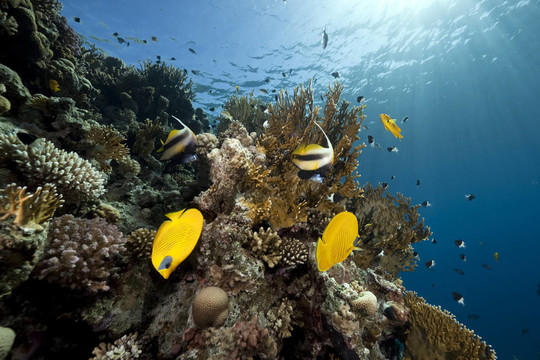 蝴蝶魚(yú)；海洋和珊瑚