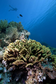 snorkler；魚類和珊瑚