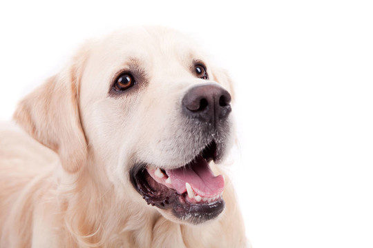 金毛獵犬的肖像