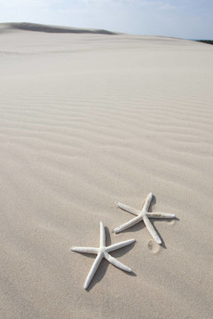 兩海星