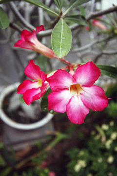 熱帶花卉