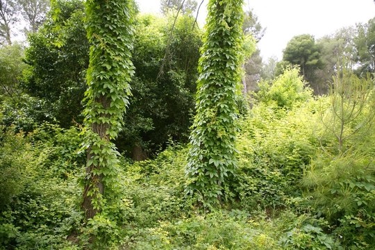 Mediterranean松樹(shù)林附近的常春藤