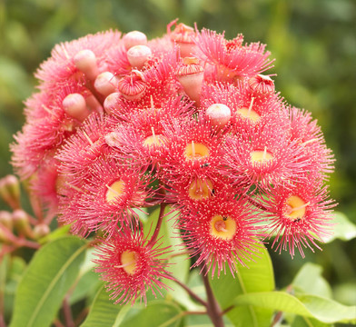 粉紅色花的桉樹桉樹phytocarpa