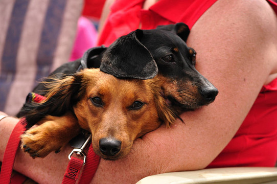迷你臘腸犬對一起放松
