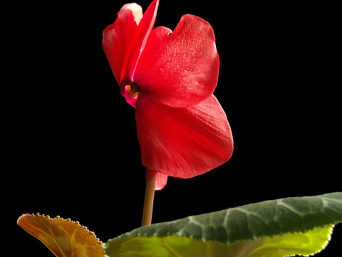 紅色的花