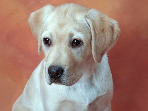 黃色拉布拉多獵犬
