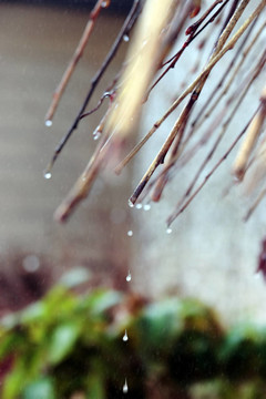 樹枝上滴下露珠