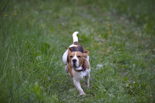 比格犬