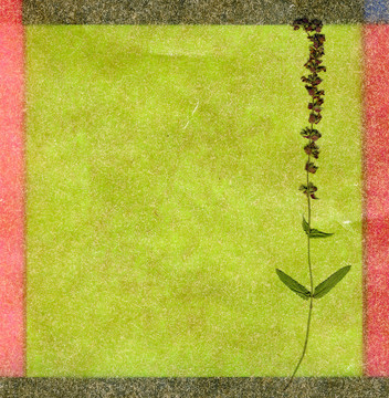花的背景顏色
