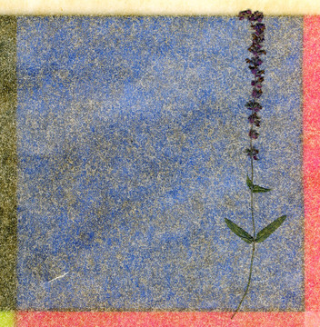 花的背景顏色