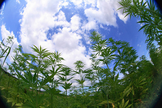 大麻場(chǎng)