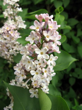 丁香花