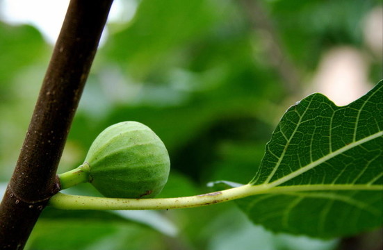 無花果的果實(shí)