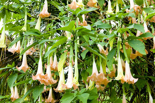 天使？（Brugmansia Versicolor）；格林納達(dá)的號(hào)角