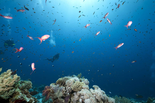 潛水員；海洋和魚(yú)類(lèi)