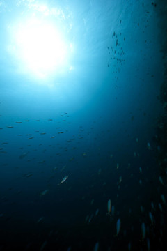 海洋；珊瑚和魚