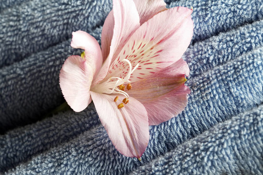 帶花藍(lán)色毛巾