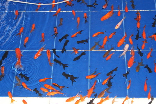 金魚游泳