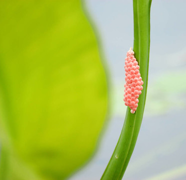 昆蟲(chóng)卵；綠色植物組