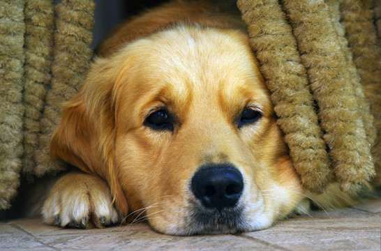 金毛獵犬